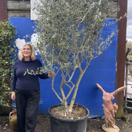 Multi-stem screening olive tree