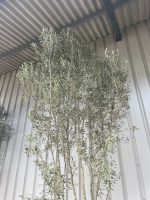 Multi-stem screening olive tree