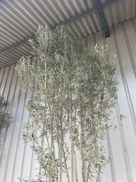 Multi-stem screening olive tree