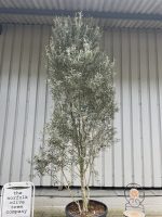 Multi-stem screening olive tree