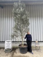 Multi-stem screening olive tree