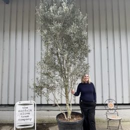 Multi-stem screening olive tree