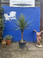 Cordyline ‘Australis’