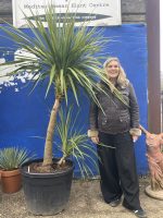 Cordyline ‘Australis’