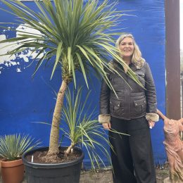 Cordyline ‘Australis’