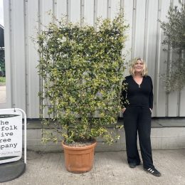 Espalier Jasmine