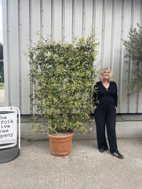 Espalier Jasmine