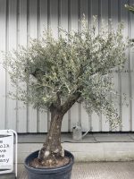 Ancient Olive Tree For Sale.