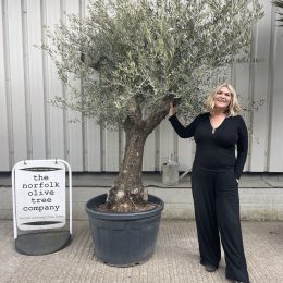 Ancient Olive Tree For Sale.