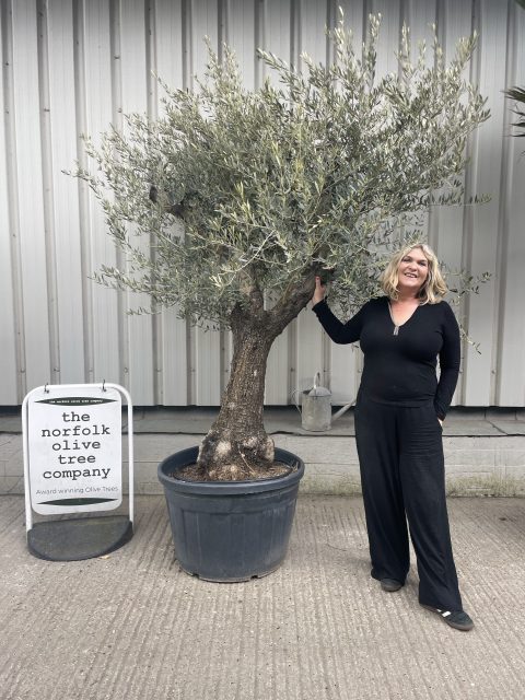 Ancient Olive Tree For Sale.