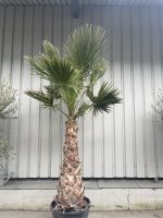 Washingtonia Robusta