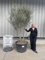 Multi stemmed Olive Tree