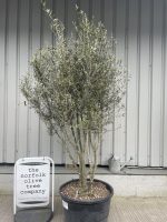 Multi stem Olive Tree