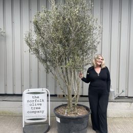 Multi stem Olive Tree