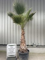 Washingtonia Robusta