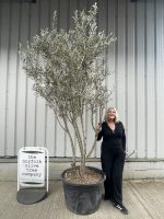 Multi stem Olive Tree