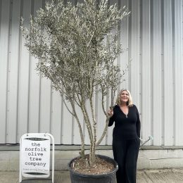 Multi stem Olive Tree