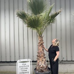 Washingtonia Robusta