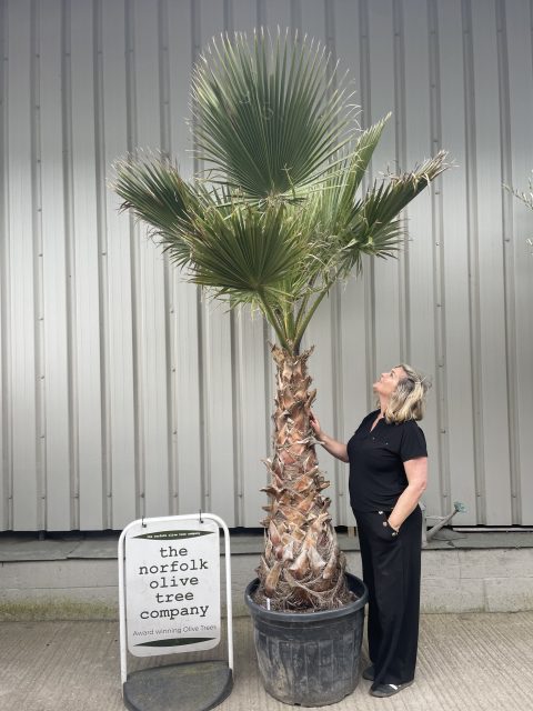 Washingtonia Robusta