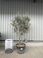 Multi stem Olive Tree