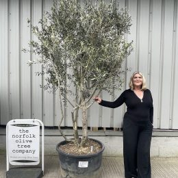 Multi stem Olive Tree