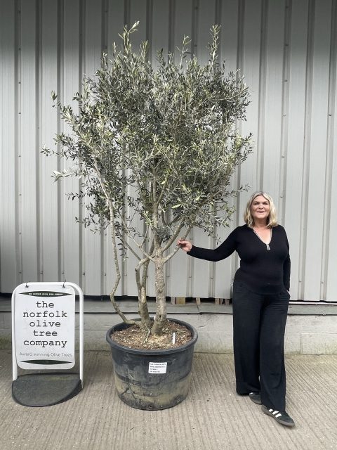 Multi stem Olive Tree