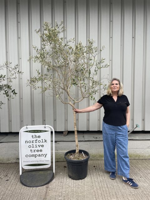 Leccino Olive tree