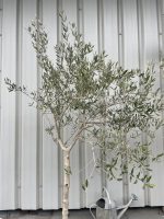 Leccino Olive tree