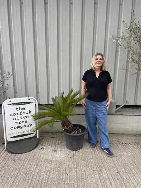 Japanese Sago Palm