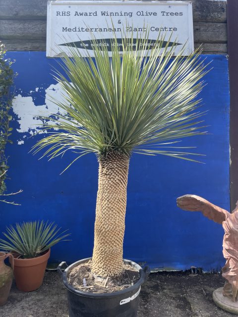 Mature Yucca Rostrata