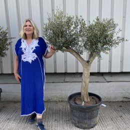 London Olive tree