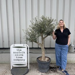 Chelsea Olive tree