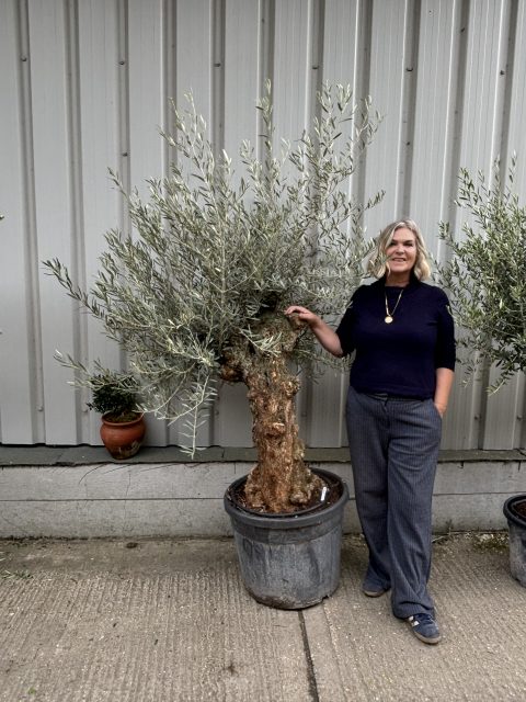 Charming gnarled Olive tree