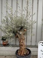 Charming gnarled Olive tree