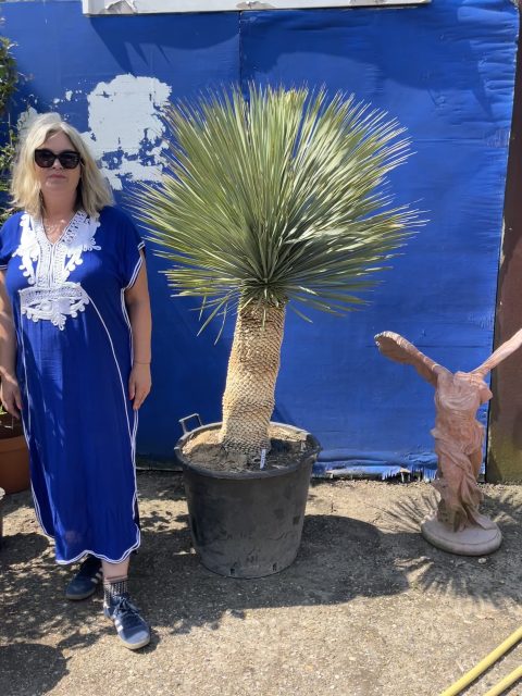 Mature Yucca Rostrata