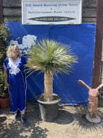 Mature Yucca Rostrata