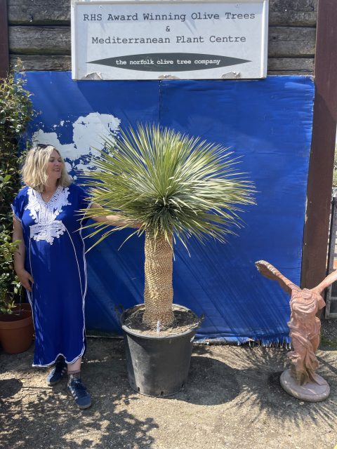 Mature Yucca Rostrata
