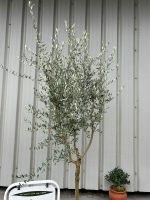Frantoio Olive tree