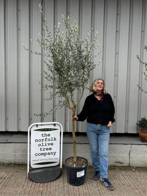 Frantoio Olive tree
