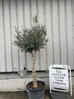 Chelsea Olive tree