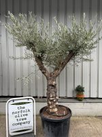 Charming gnarled Olive tree