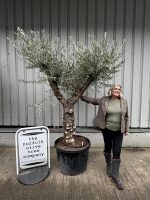 Charming gnarled Olive tree