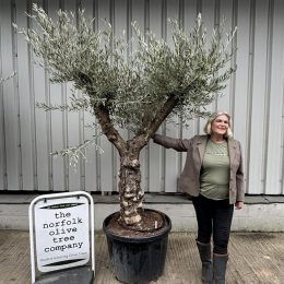 Charming gnarled Olive tree