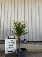 Cordyline ‘Australis’