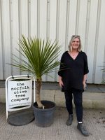 Cordyline ‘Australis’