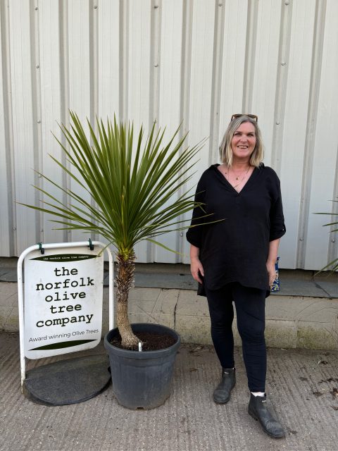 Cordyline ‘Australis’
