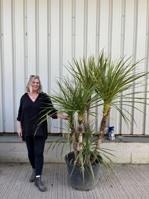 Cordyline ‘Australis’