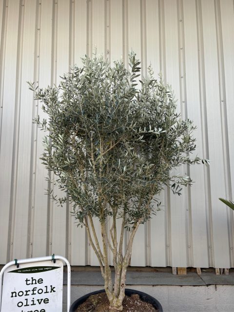 Multi-stem Olive Tree