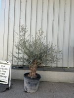 Small gnarled Olive tree