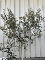 Leccino Olive tree